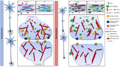 Linking Alpha-Synuclein to the Actin Cytoskeleton: Consequences to Neuronal Function